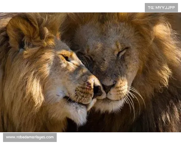 霍安-加西亚回应更衣室传闻:全队支持特狮为核心没有任何问题 霍安-加西亚回应更衣室传闻:全队支持特狮为核心没有任何问题